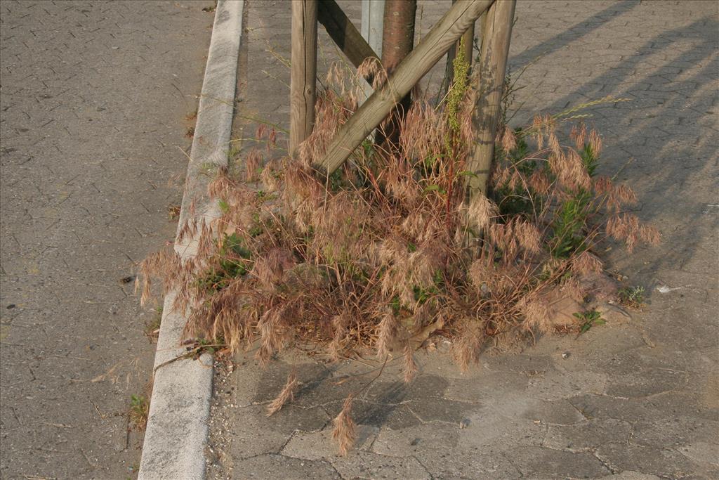 Anisantha tectorum (door Willem Braam)