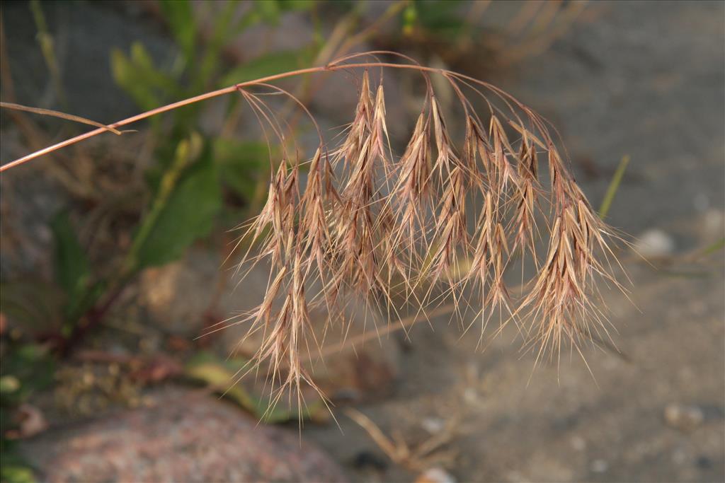 Anisantha tectorum (door Willem Braam)