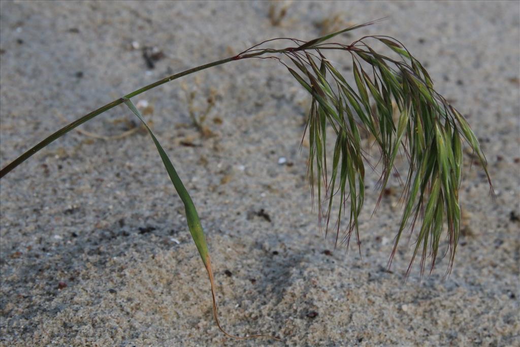 Anisantha tectorum (door Willem Braam)