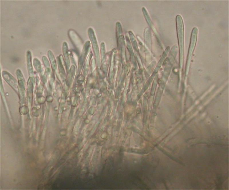 Dasyscyphella nivea (door Stip Helleman)