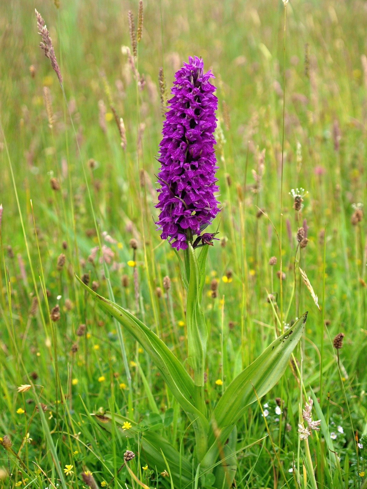 Dactylorhiza purpurella (door Hans Dekker)