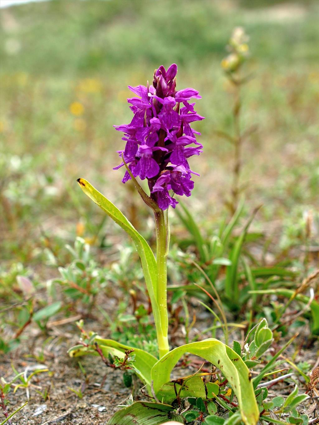 Dactylorhiza purpurella (door Hans Dekker)