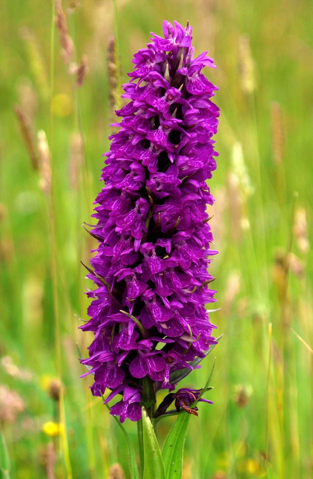 Dactylorhiza purpurella (door Hans Dekker)