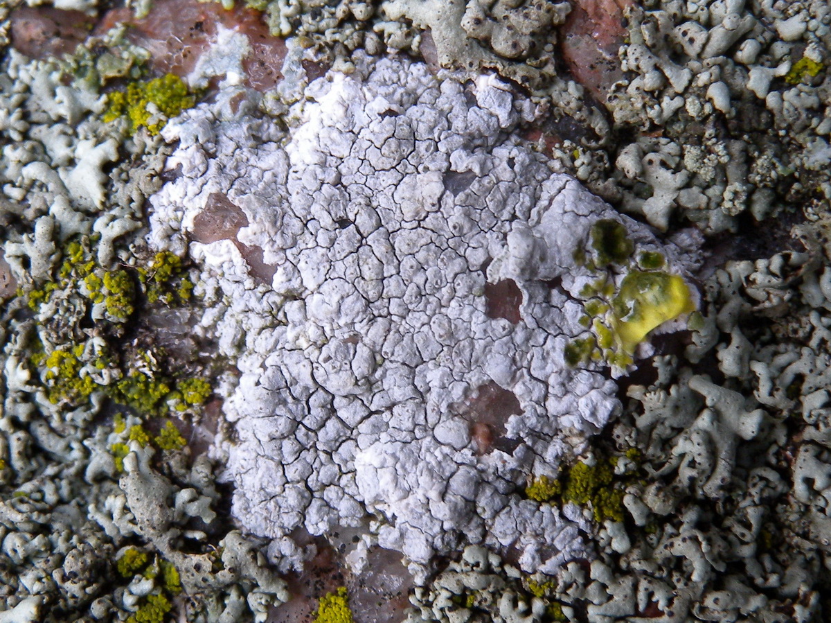 Lecanora rupicola (door Hans Toetenel)