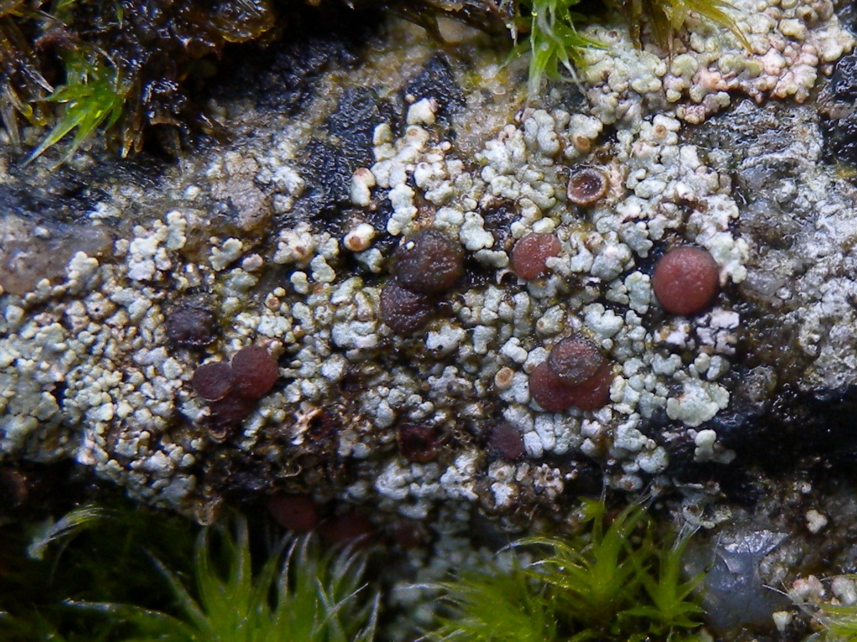 Trapelia glebulosa (door Hans Toetenel)