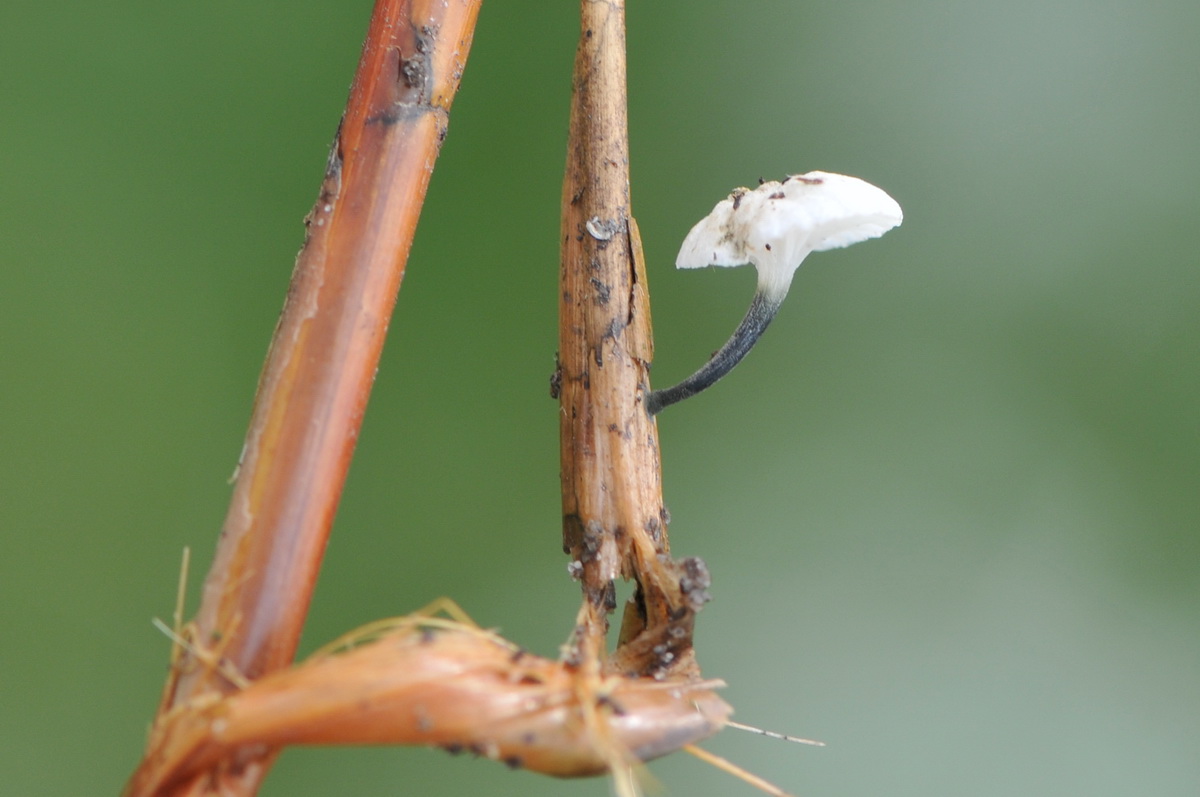 Marasmiellus trabutii (door Hans Toetenel)