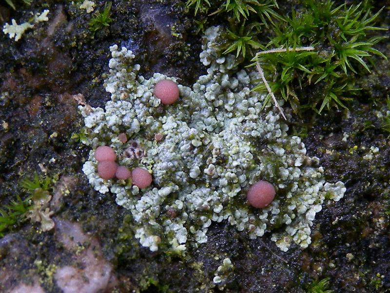 Trapelia glebulosa (door Hans Toetenel)