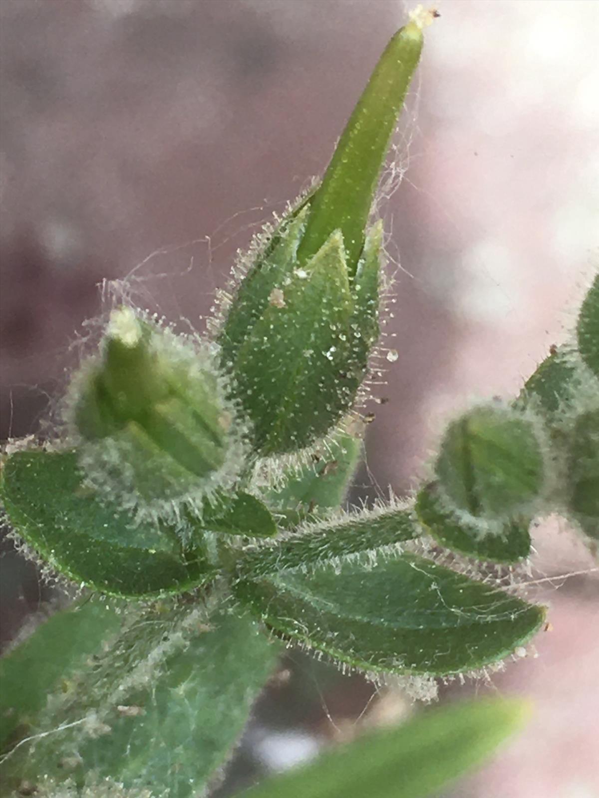 Cerastium dichotomum (door Reinder de Boer)