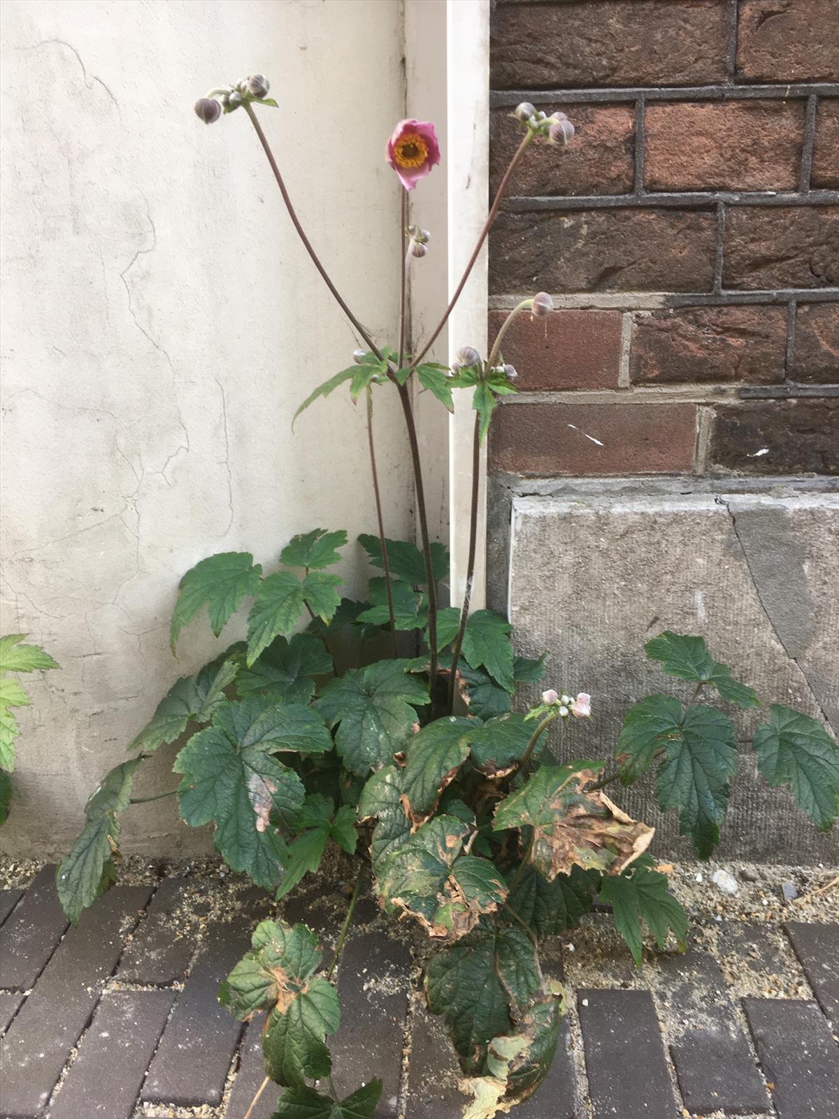 Anemone hupehensis (door Reinder de Boer)