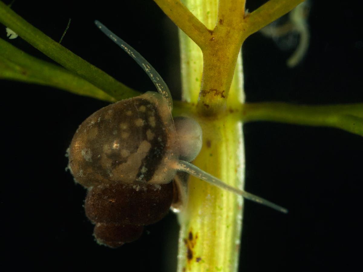 Bithynia leachii (door Dirk-Jan Saaltink)