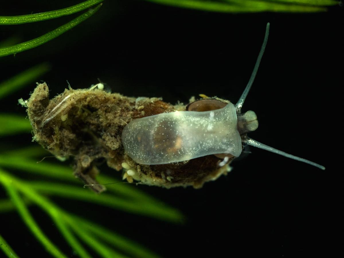 Potamopyrgus antipodarum (door Dirk-Jan Saaltink)