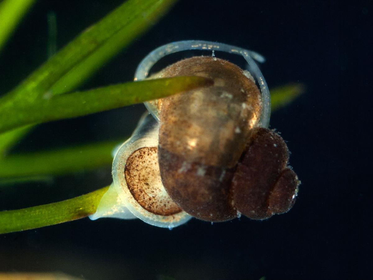 Bithynia leachii (door Dirk-Jan Saaltink)