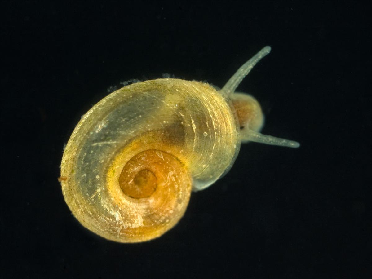 Gyraulus albus (door Dirk-Jan Saaltink)