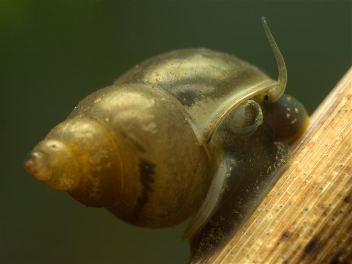 Bithynia tentaculata (door Dirk-Jan Saaltink)