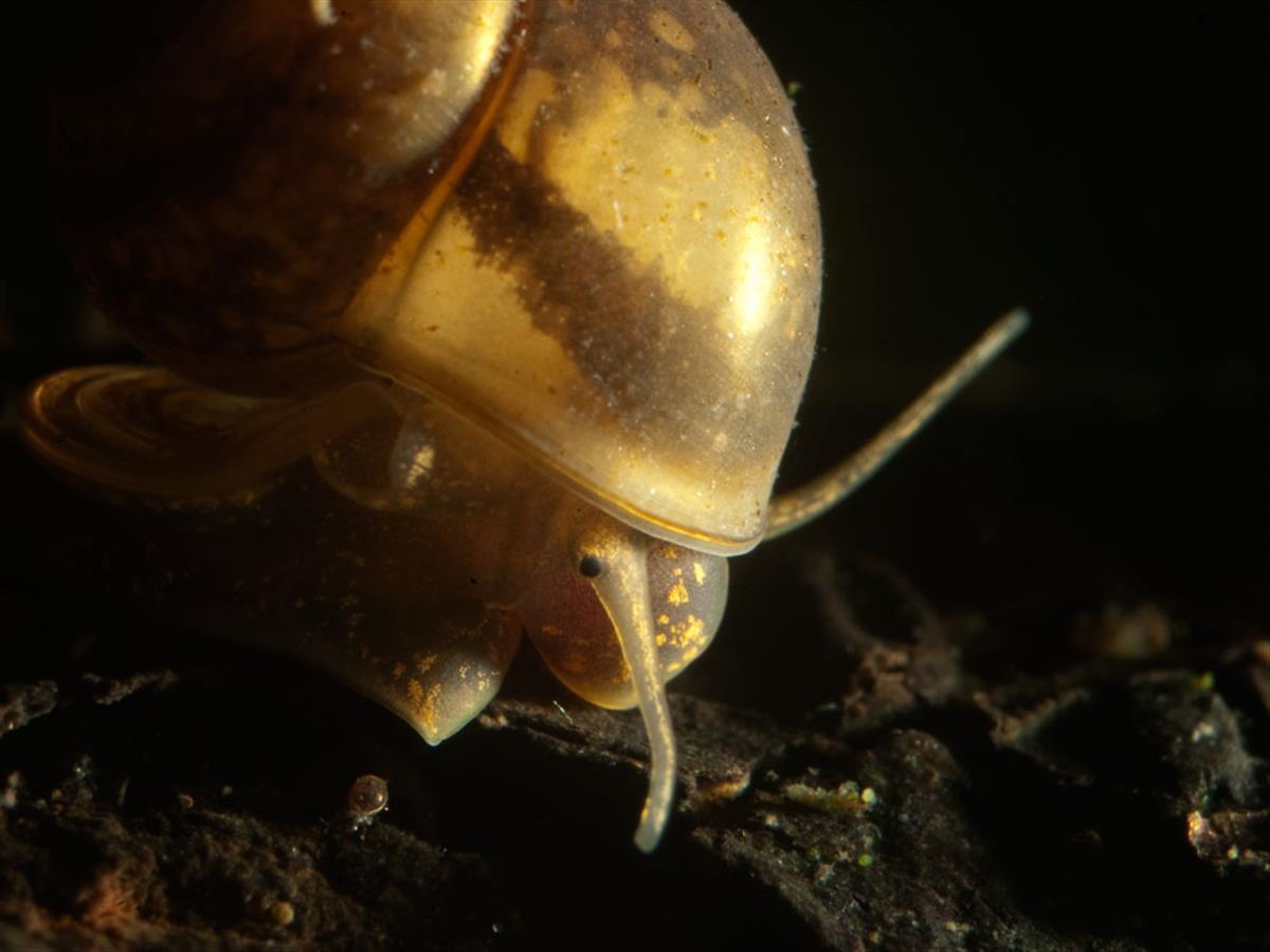 Bithynia tentaculata (door Dirk-Jan Saaltink)