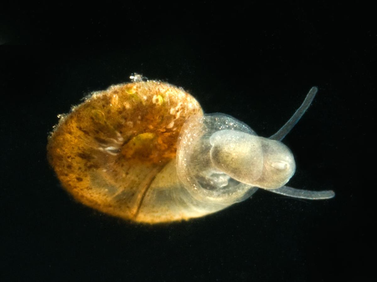 Gyraulus crista (door Dirk-Jan Saaltink)