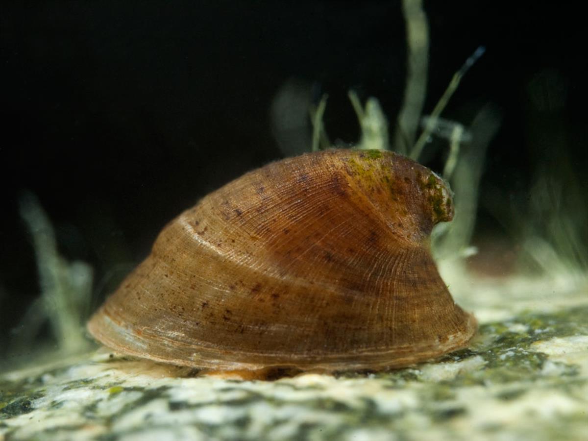 Ancylus fluviatilis (door Dirk-Jan Saaltink)