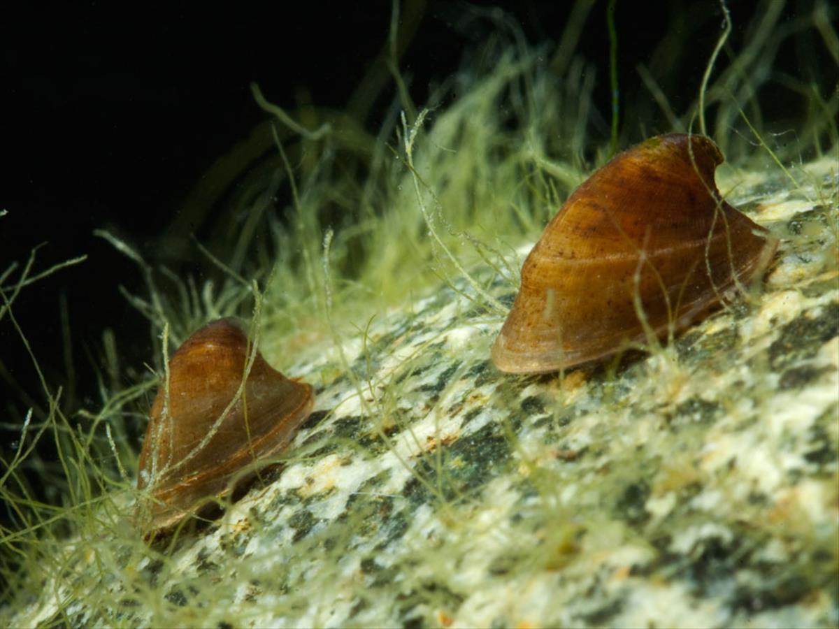 Ancylus fluviatilis (door Dirk-Jan Saaltink)