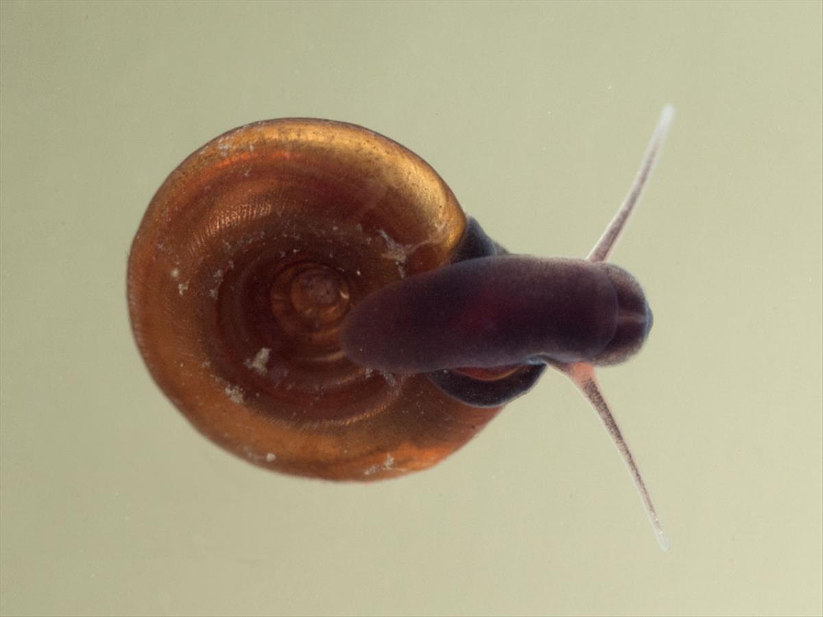 Bathyomphalus contortus (door Dirk-Jan Saaltink)