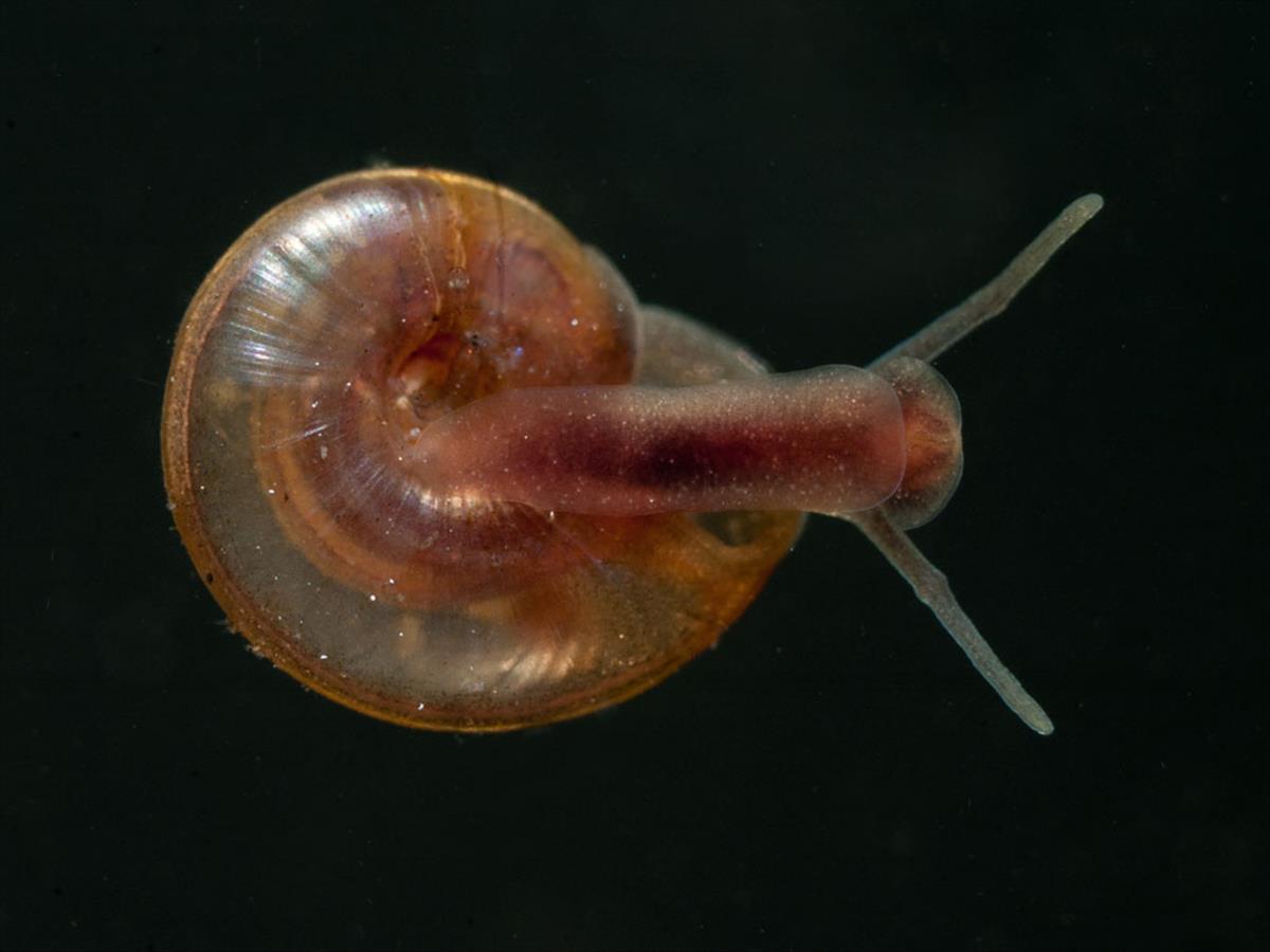 Hippeutis complanatus (door Dirk-Jan Saaltink)