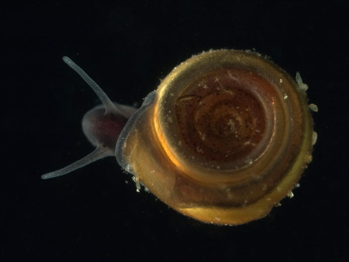 Bathyomphalus contortus (door Dirk-Jan Saaltink)