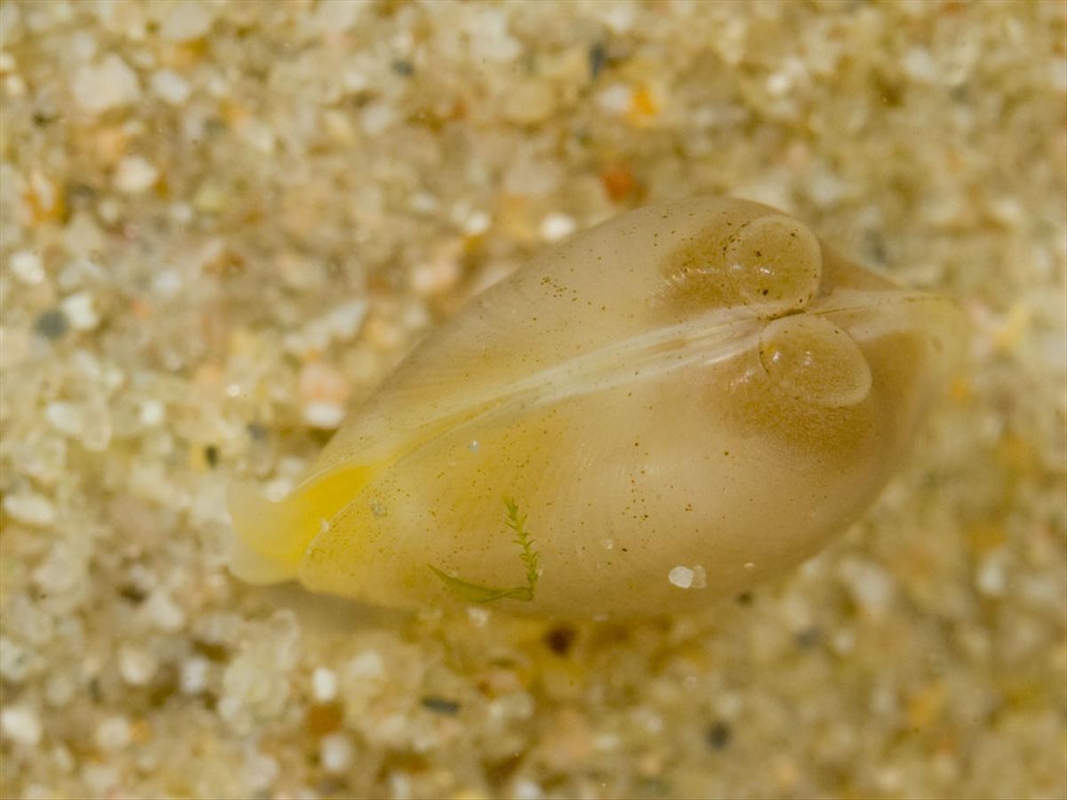 Musculium lacustre (door Dirk-Jan Saaltink)