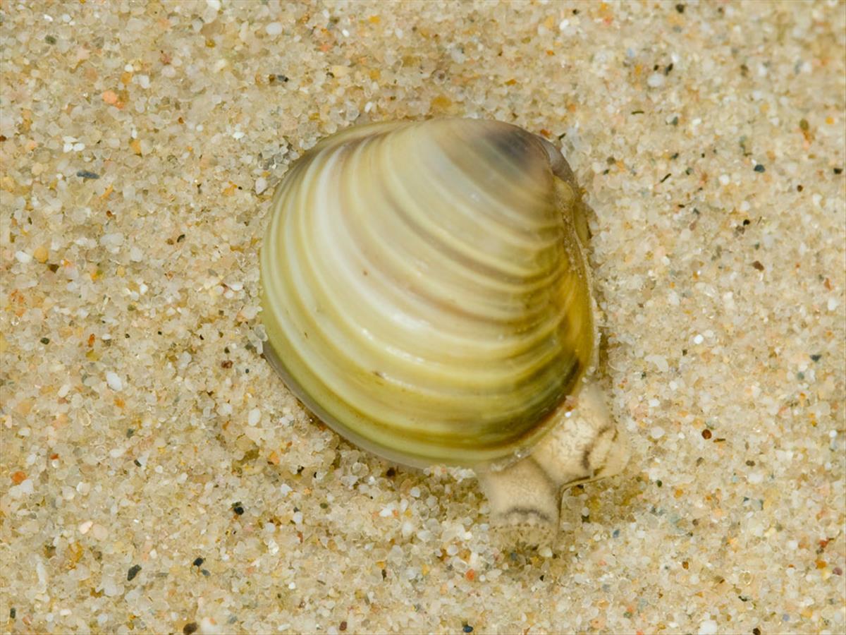 Corbicula fluminea (door Dirk-Jan Saaltink)