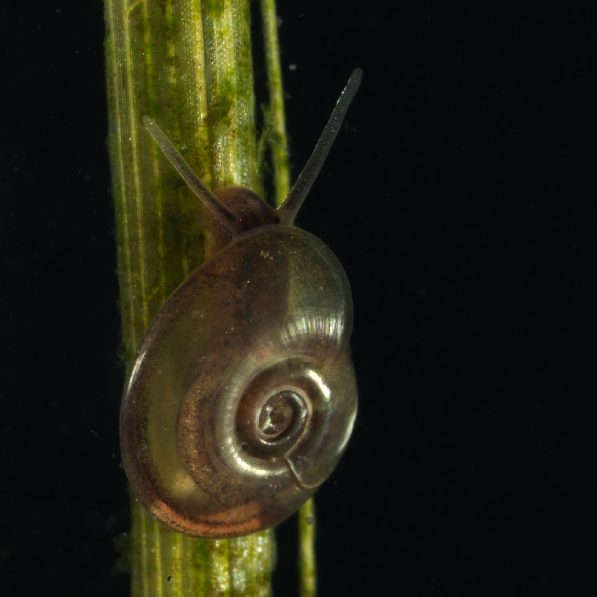 Segmentina nitida (door Dirk-Jan Saaltink)