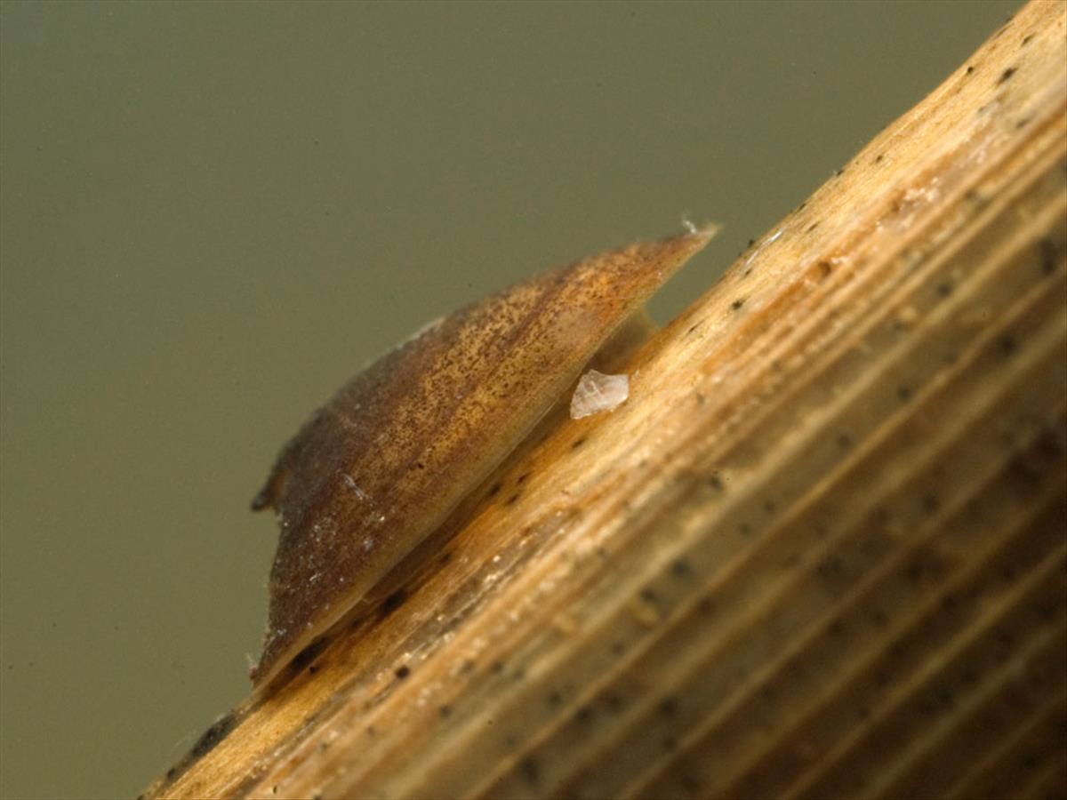 Acroloxus lacustris (door Dirk-Jan Saaltink)