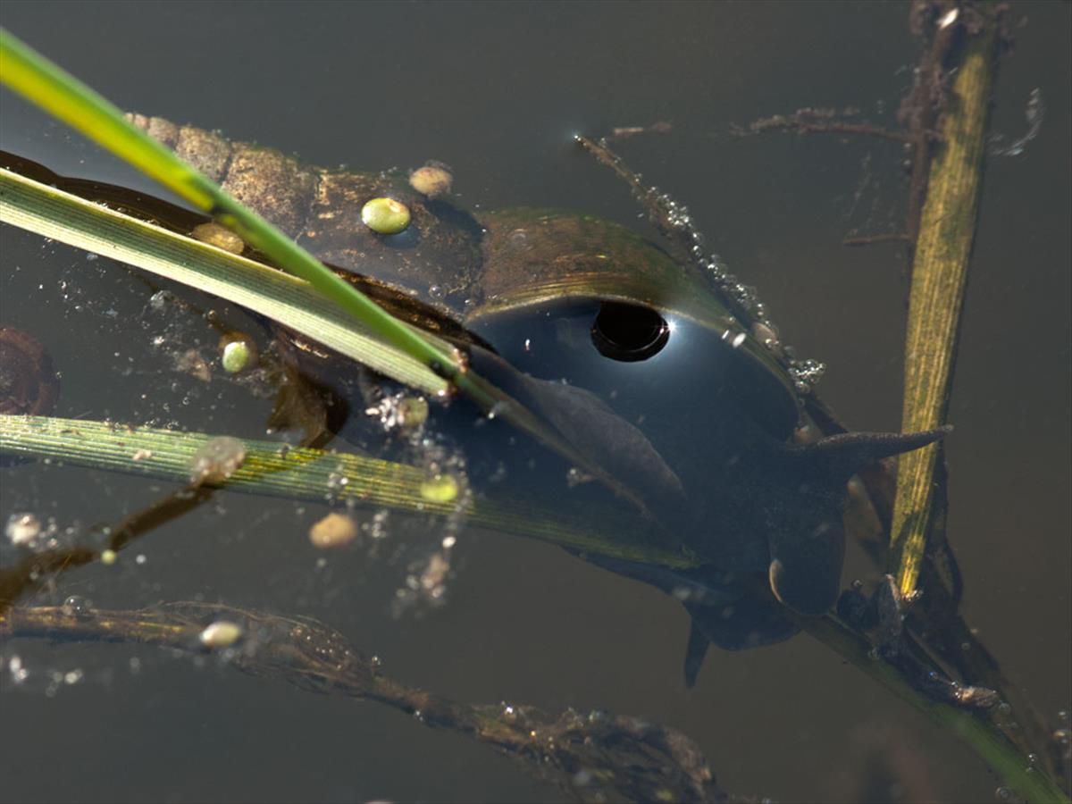 Lymnaea stagnalis (door Dirk-Jan Saaltink)