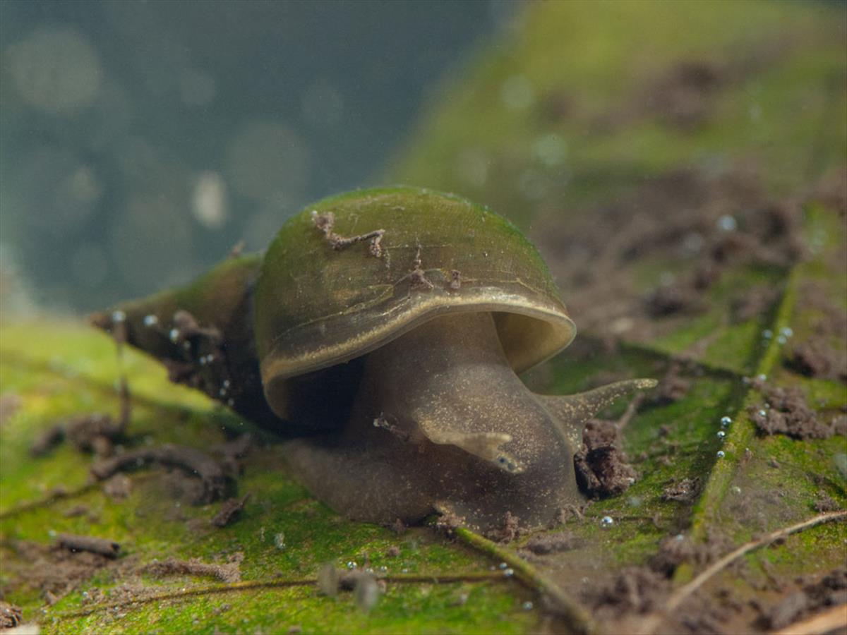 Lymnaea stagnalis (door Dirk-Jan Saaltink)