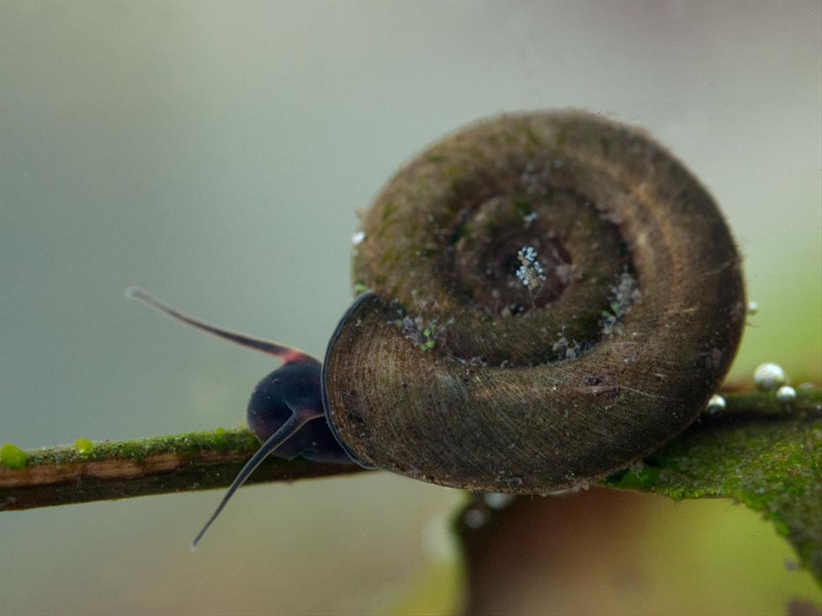 Planorbis planorbis (door Dirk-Jan Saaltink)