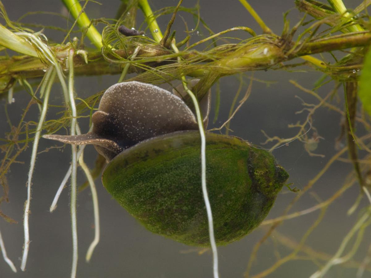 Ampullaceana balthica (door Dirk-Jan Saaltink)