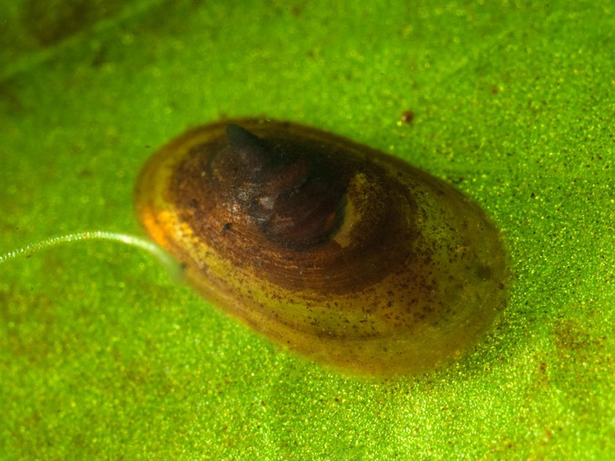 Acroloxus lacustris (door Dirk-Jan Saaltink)