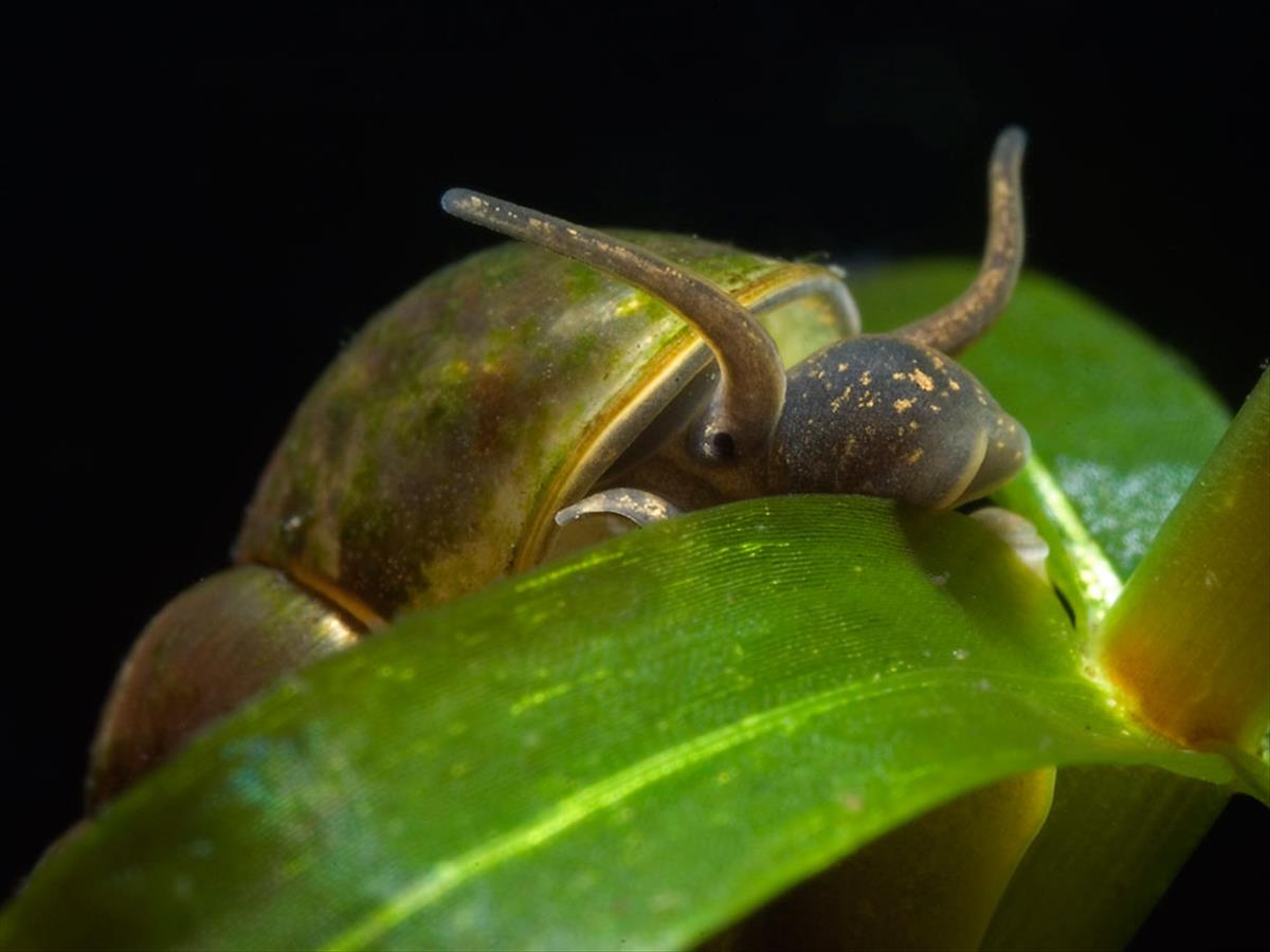 Bithynia tentaculata (door Dirk-Jan Saaltink)