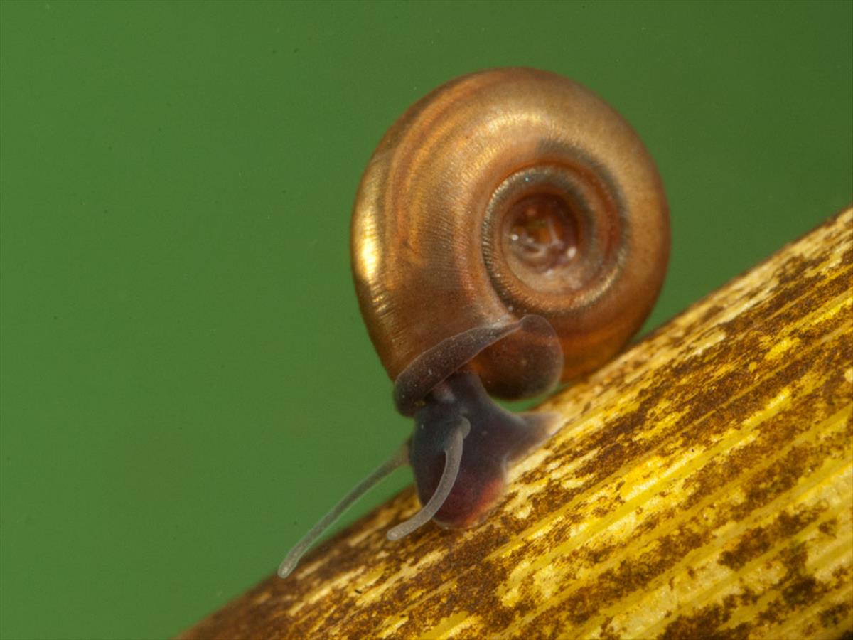 Bathyomphalus contortus (door Dirk-Jan Saaltink)