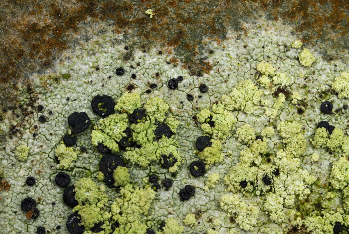 Lecidella elaeochroma (door Klaas van der Veen)