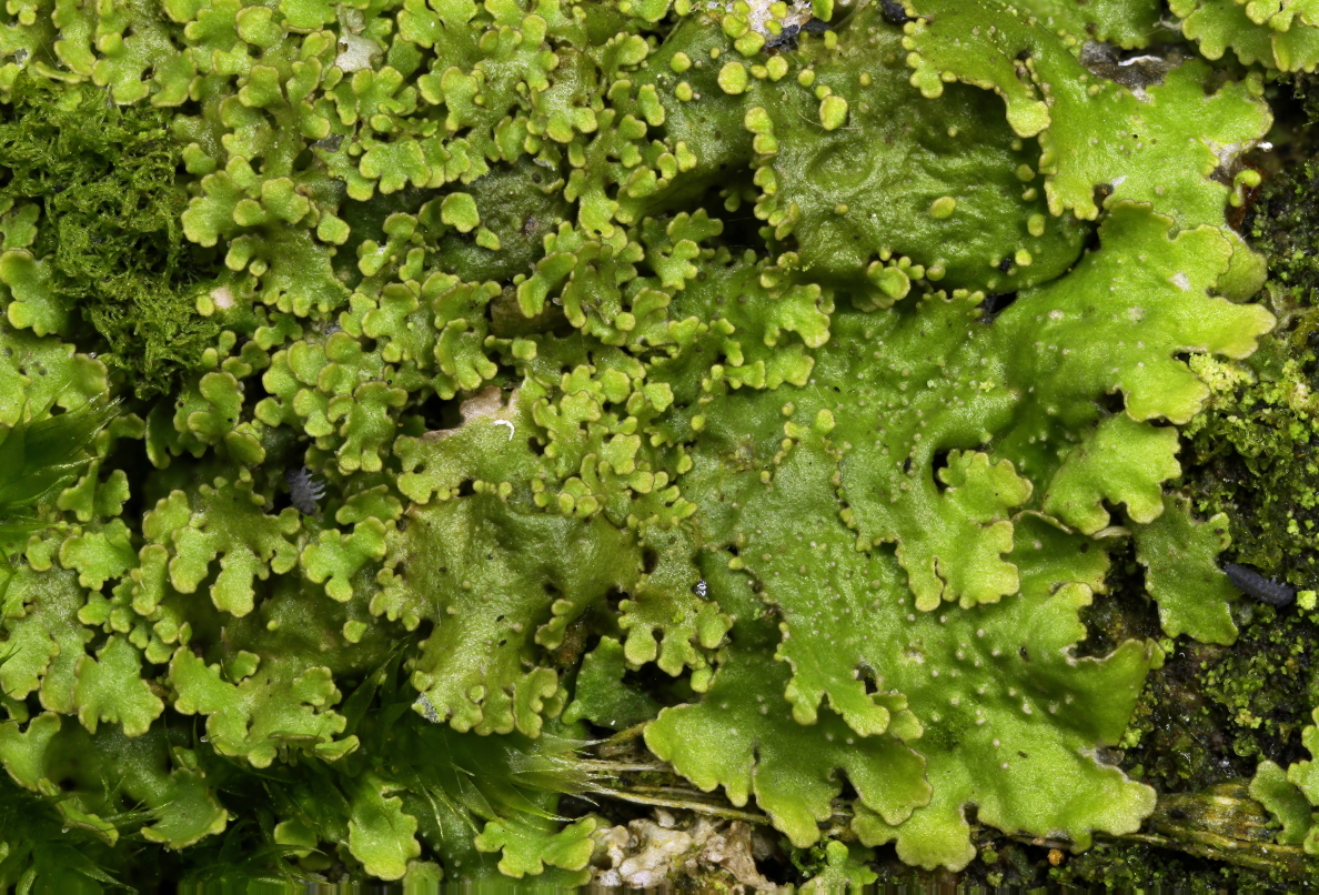 Melanohalea laciniatula (door Klaas van der Veen)