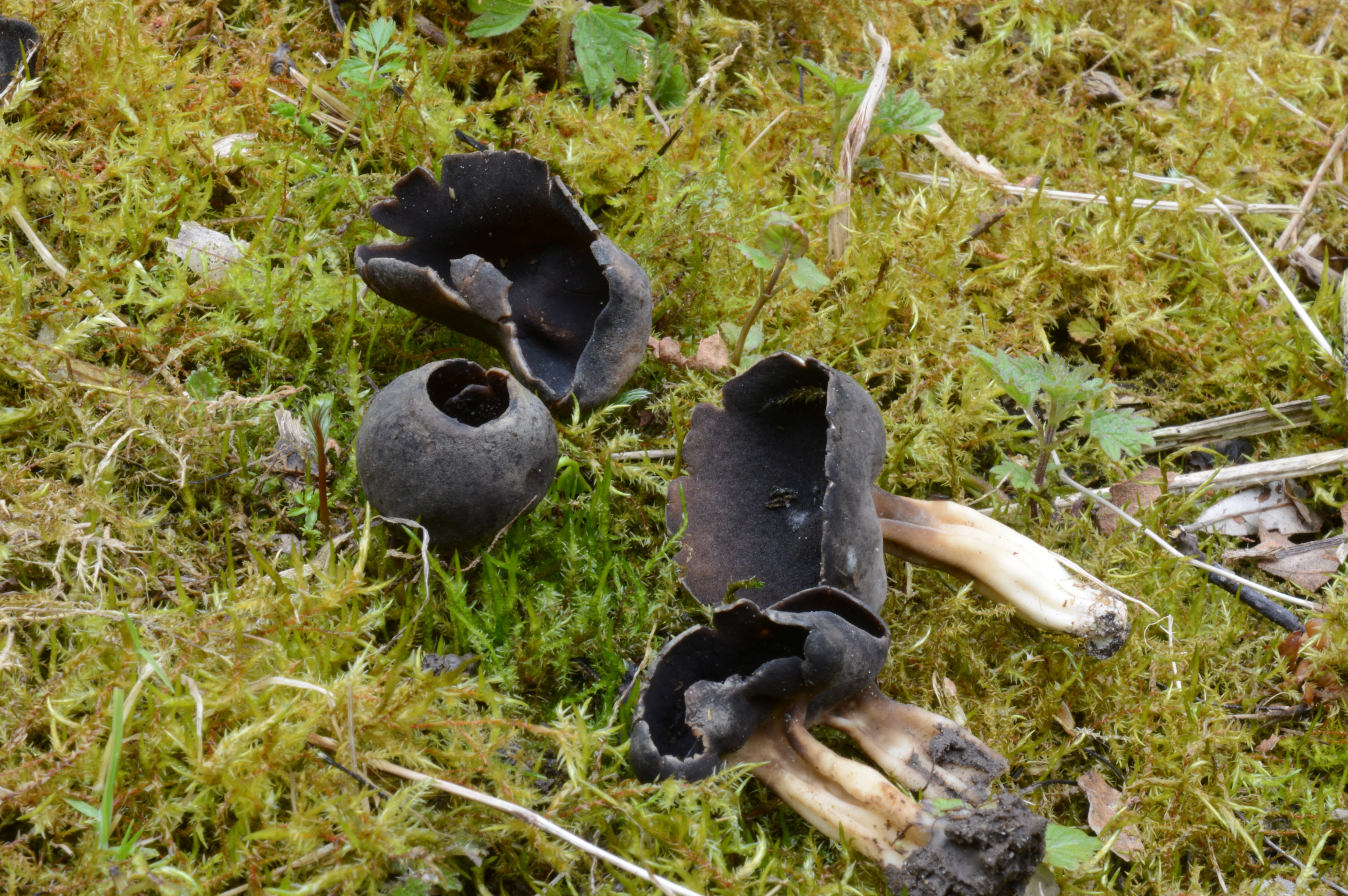 Helvella queletii (door PC Bakker)