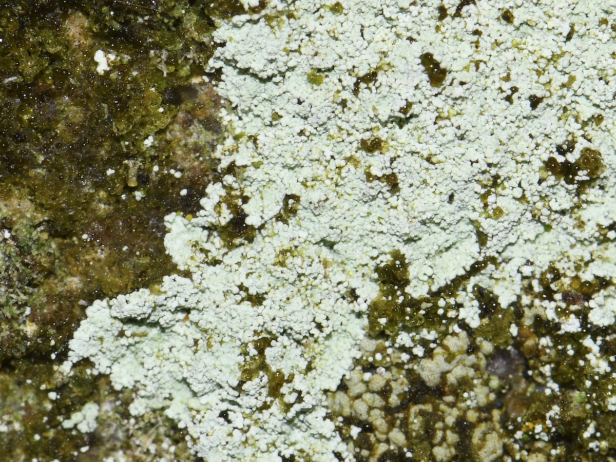 Lepraria neglecta (door Erik van Dijk)