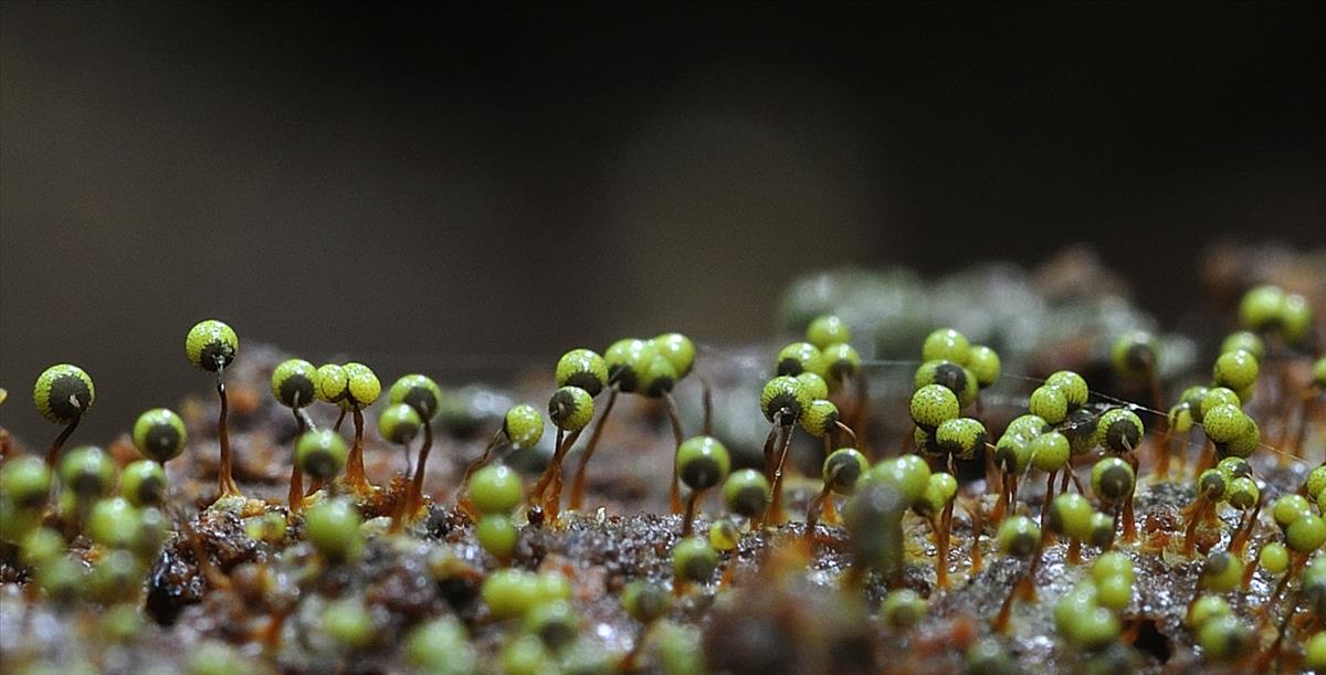 Cribraria aurantiaca (door Jan Plaisier)