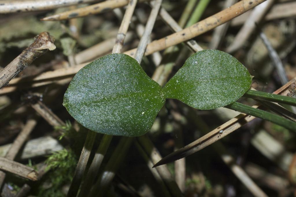 Neottia cordata (door Baudewijn Odé)