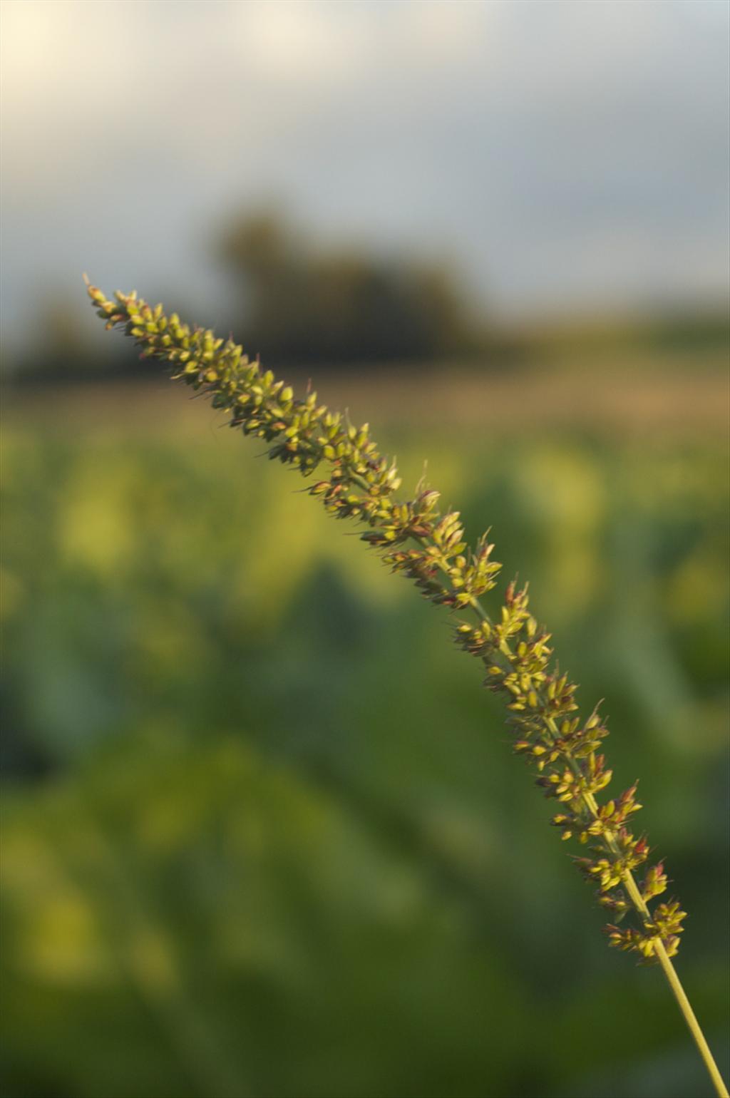 Setaria verticillata (door Baudewijn Odé)