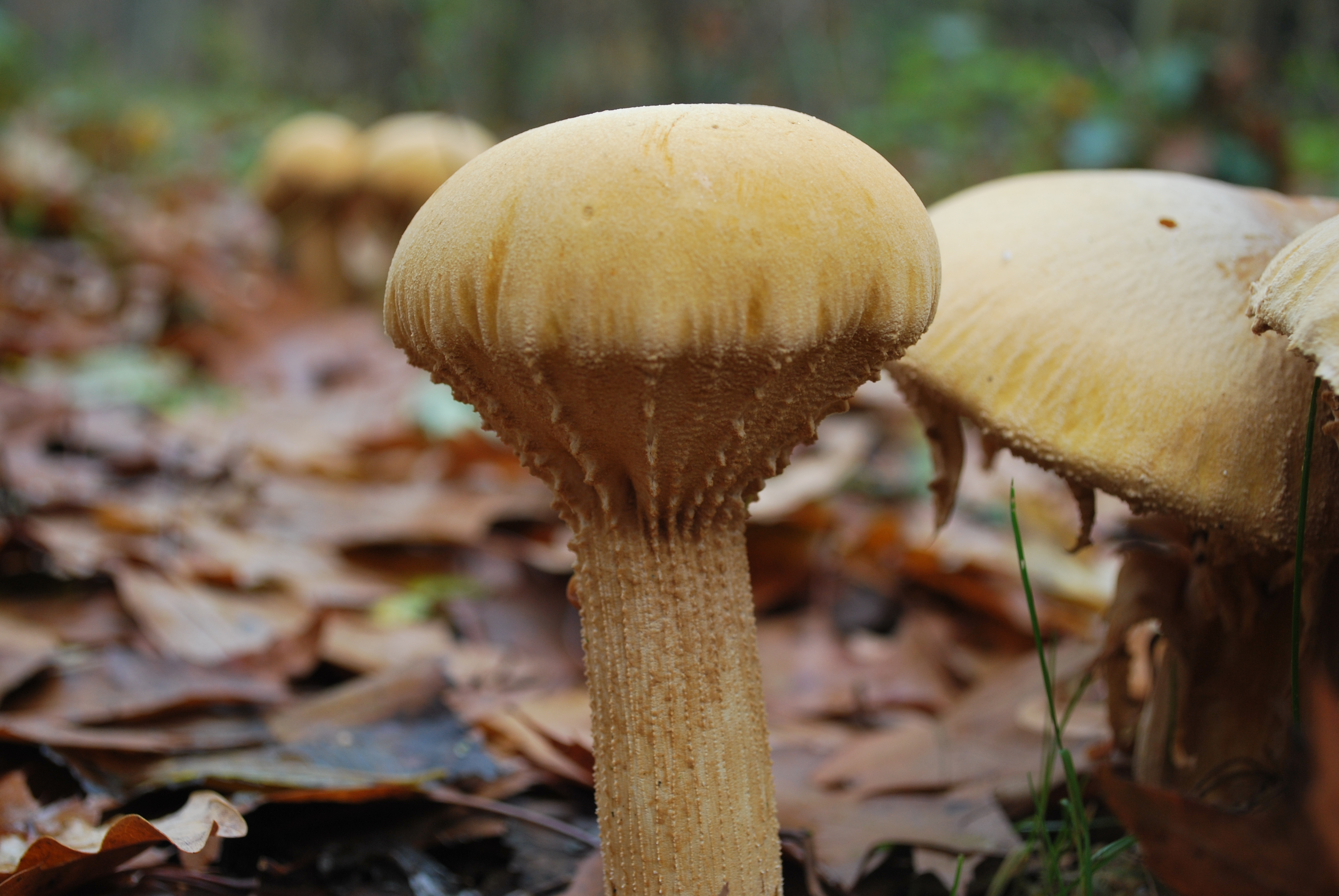 Phaeolepiota aurea (door Pauline Essenstam)