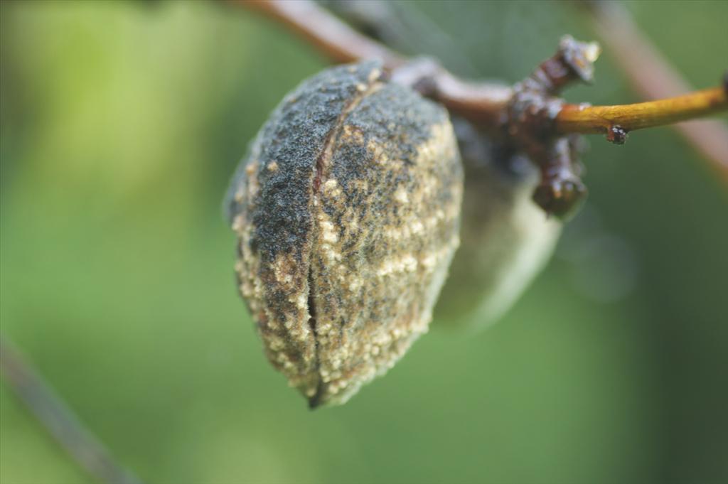 Prunus dulcis (door Baudewijn Odé)