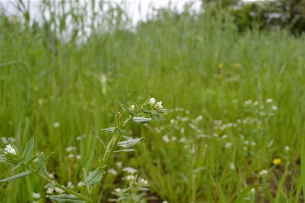 Lithospermum arvense (door marcel bolten)