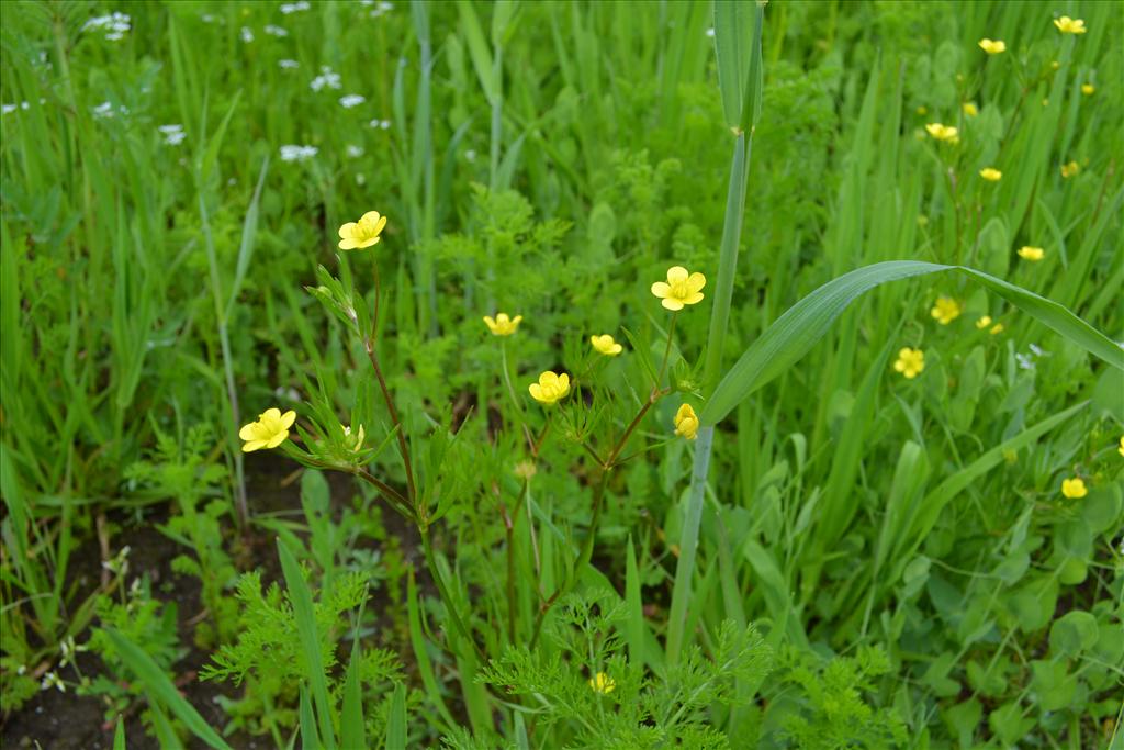 Ranunculus arvensis (door marcel bolten)