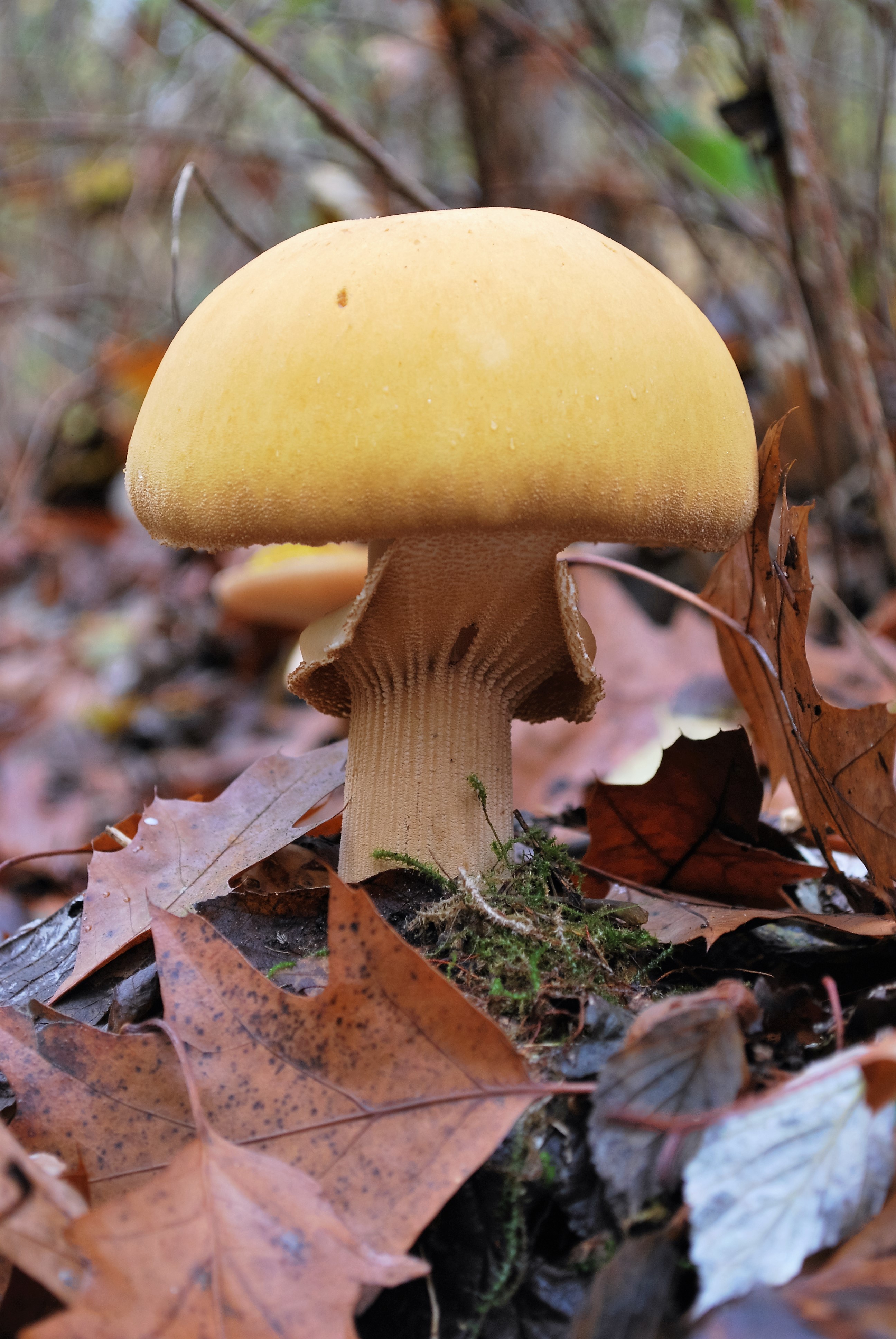 Phaeolepiota aurea (door Pauline Essenstam)