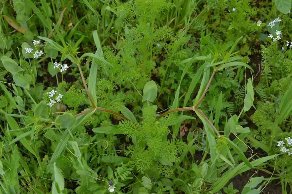 Valerianella dentata (door marcel bolten)