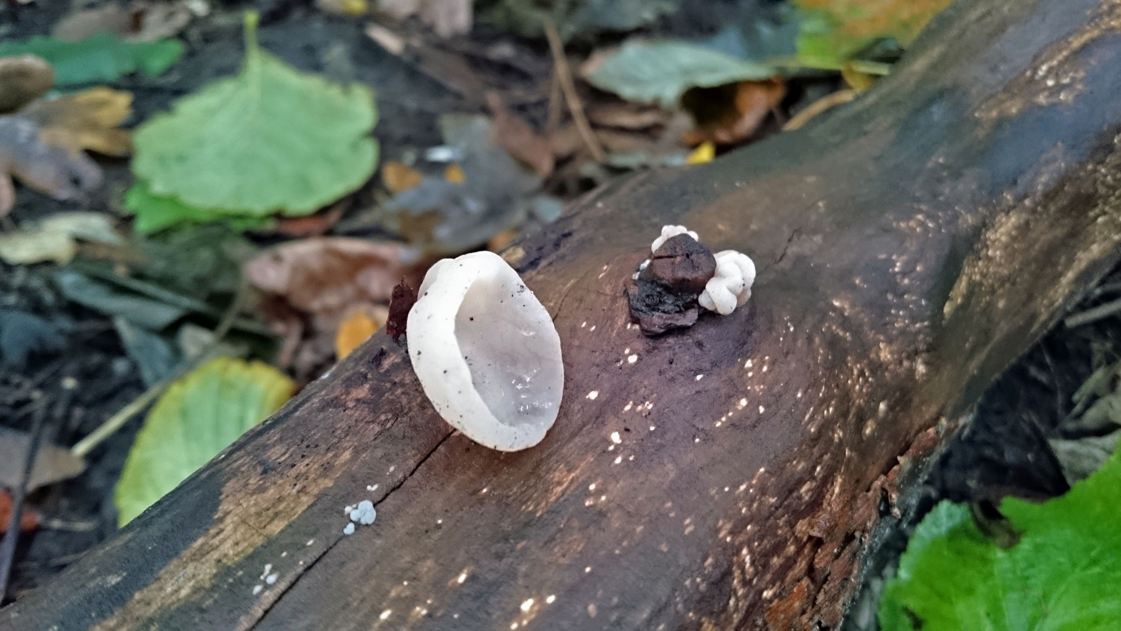 Auricularia auricula-judae var. lactea (door PC Bakker)